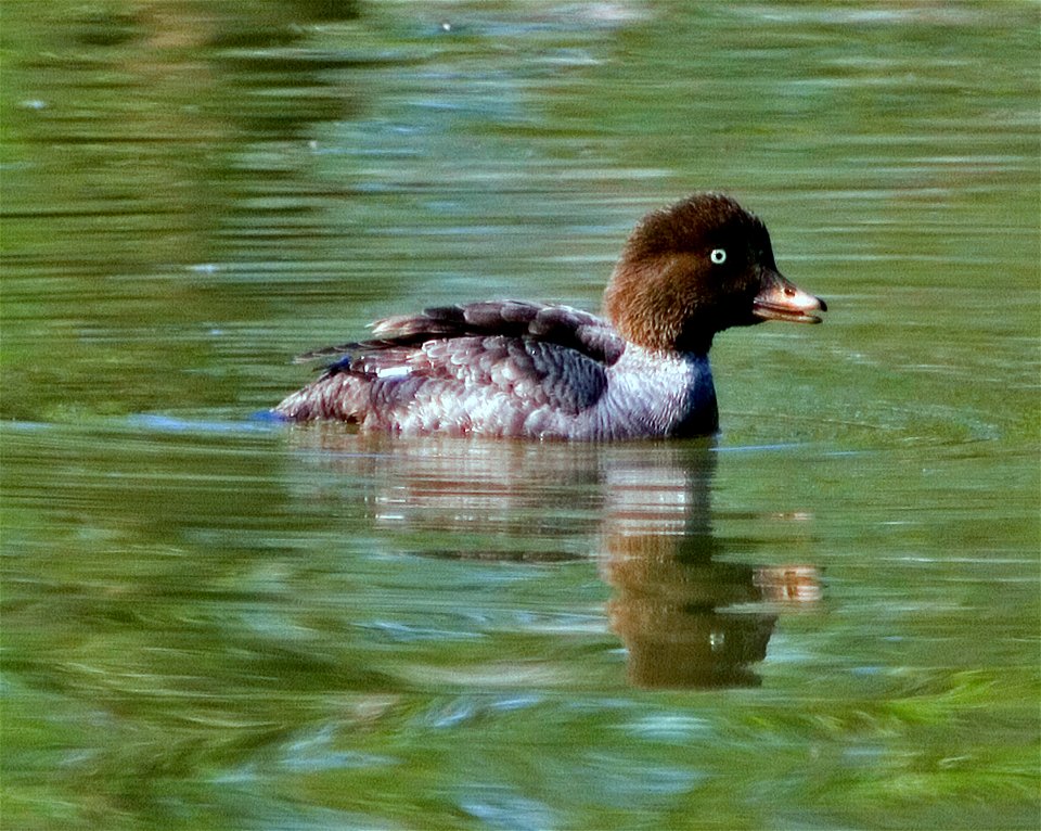 A photograph of a Barrow's Goldeneye (Bucephala islandica) hen.