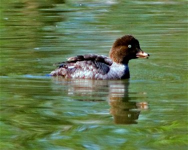A photograph of a Barrow's Goldeneye (Bucephala islandica) hen.