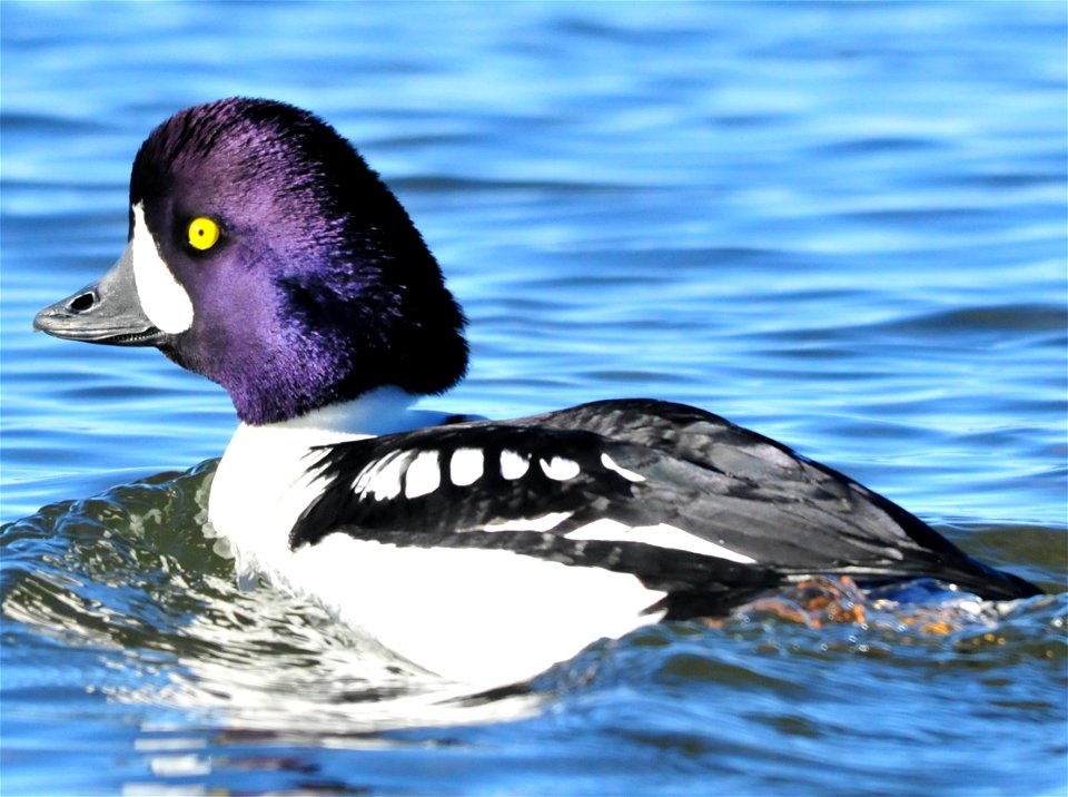 On Seedskadee NWR, common goldeneyes are abundant during the winter months on open portions of the Green River.  Mixed in with the common goldeneyes, are a few Barrow's goldeneye.  They can be difficu
