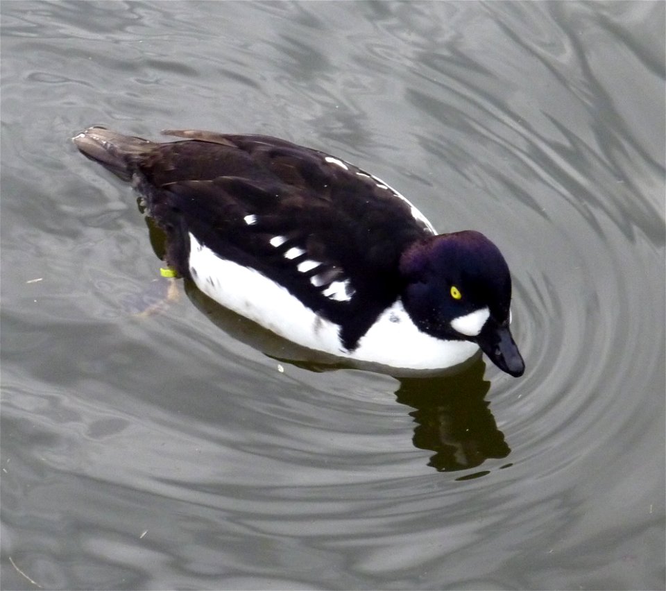Spatelente im Heidelberger Zoo