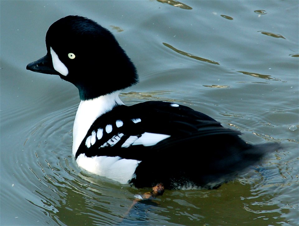 Barrows.goldeneye.male.010107.arp