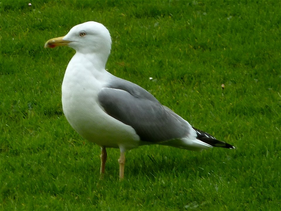 Seagull