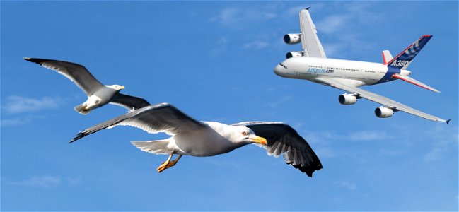 adult Yellow-legged Gull (Larus michahellis), in flight, Thasos, Greece photo