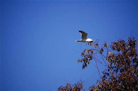 Flying Yellow-legged Gull (Larus michahellis) photo