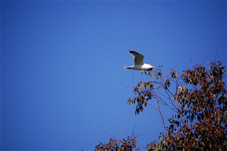 Flying Yellow-legged Gull (Larus michahellis)