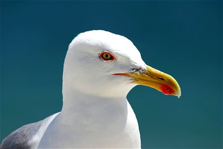 Yellow-legged Gull (Larus michahellis)