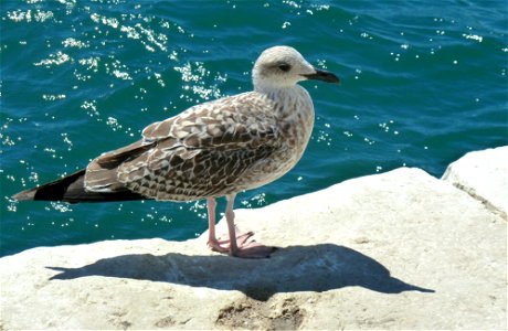 Un gabbiano sul molo della città di Parenzo (Poreč).