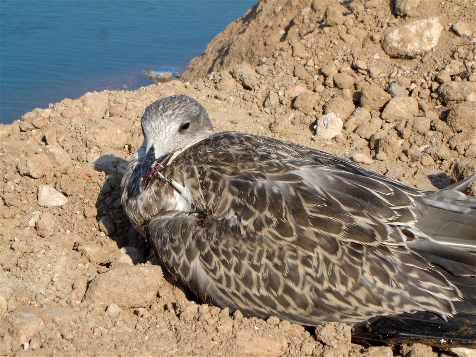 seagull with a 3 fish hook widget nailed in the wing and the beak founded in the port of Barcelona. photo