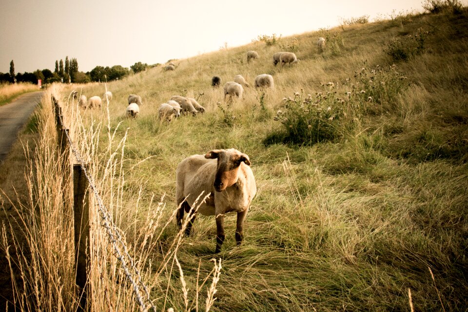 Meadow lamb landscape