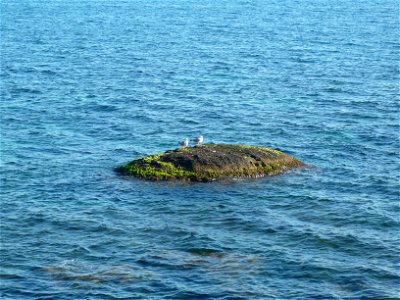 Larus michahellis