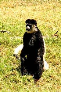 Monkey, Geography of  Israel