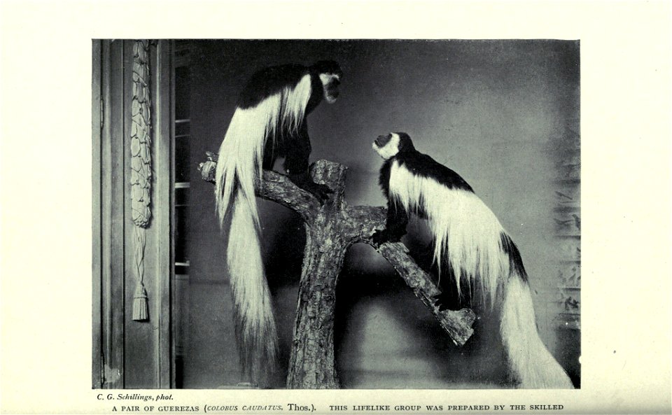 In wildest Africa /  by C.G. Schillings ; translated from German By Frederic Whyte ; with over 300 photographic studies direct from the author's negatives, taken by day and night ; and 