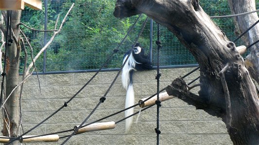 Esemplare di Colobus Guereza