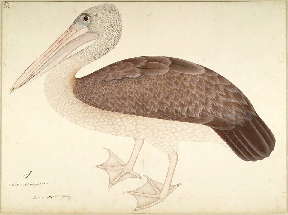 Spot-billed pelican by Zainuddin
