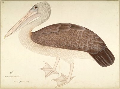 Spot-billed pelican by Zainuddin