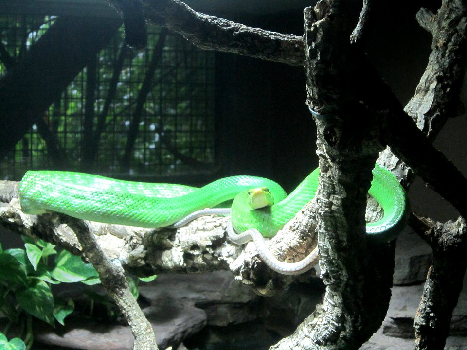 Green snake in Berlin Zoo