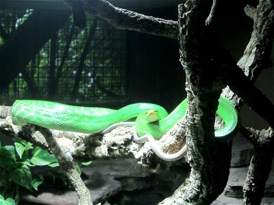 Green snake in Berlin Zoo photo