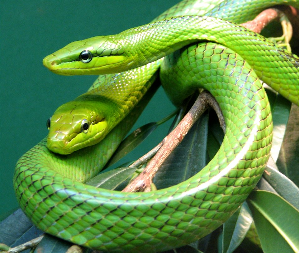 Red Tailed Green Ratsnake (Elaphe oxycephala)