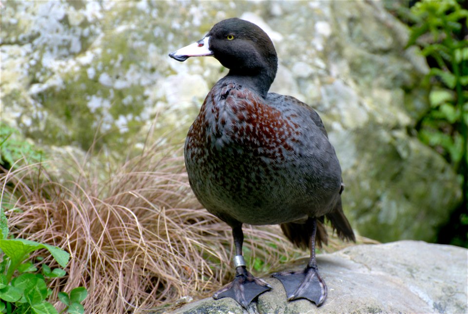 Whio (Blue Duck, Hymenolaimus malacorhynchos) at Staglands in Akatarawa, New Zealand