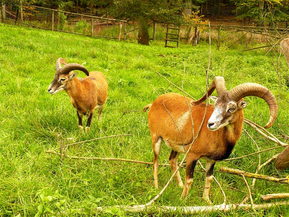 Mouflon rams (Ovis orientalis) in the Wildpark Tambach (Germany)