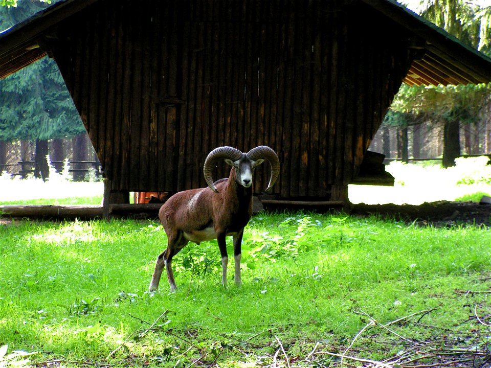 Ovis orientalis musimon  Europäischer Mufflon