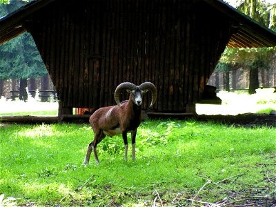 Ovis orientalis musimon Europäischer Mufflon photo