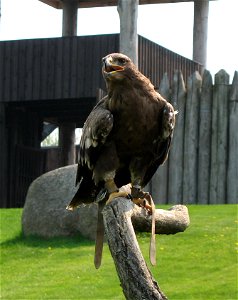 Lesser Spotted Eagle (Aquila pomarina) at Birdpark Marlow photo