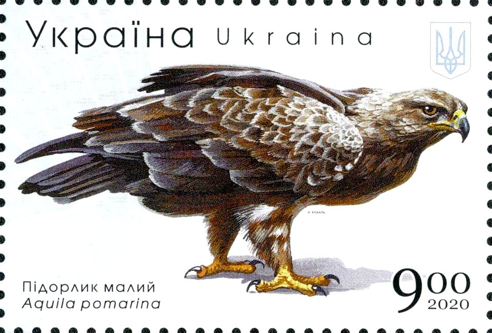Red data book of Ukraine - Birds of prey - 'Lesser spotted eagle (Aquila pomarina) photo