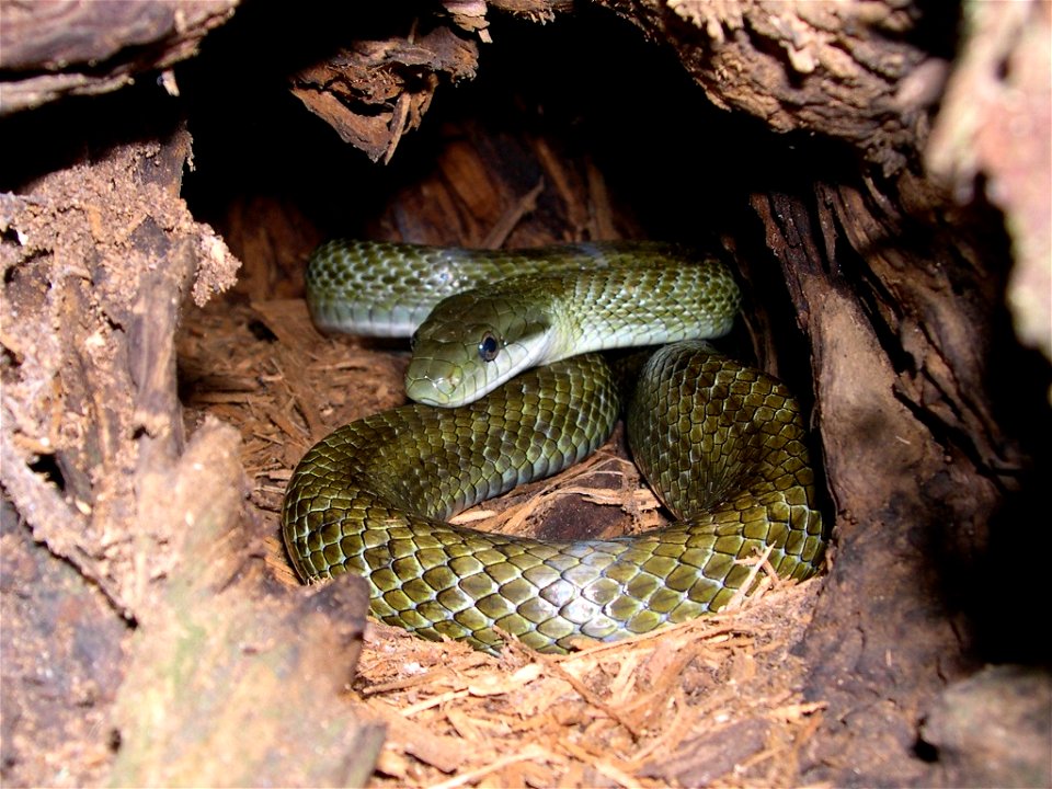 Japanese Rat Snake, Elaphe climacophora (Boie, 1826) (Squamata: Serpentes: Colubridae). Total length about 120cm. Location: Yokohama, Kanagawa Prefecture, Japan.