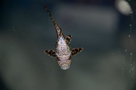 Fish in the water home decor undersea world