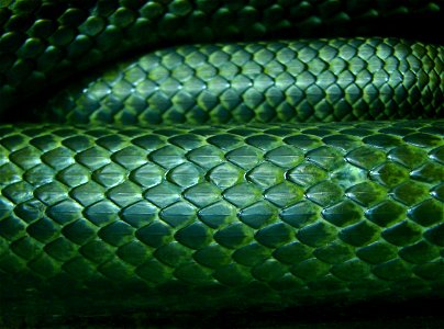 Détail des écailles d'un serpent-ratier du Japon ( Elaphe climaphora ). Il est présenté à l'Ile aux Serpents.