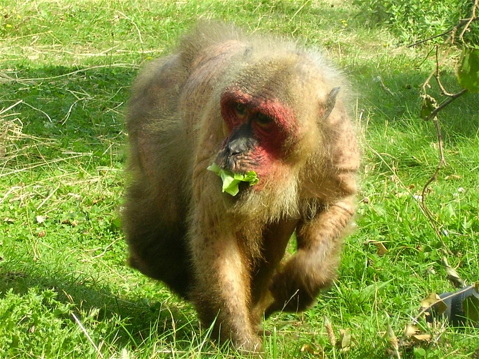 A stump-tailed macaque at Monkey World, Dorset, England. It is eating a luettice.