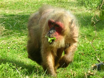 A stump-tailed macaque at Monkey World, Dorset, England. It is eating a luettice. photo