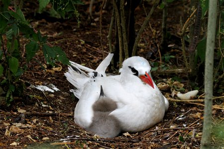 Red-tailed Tropicbird (Phaethon rubricauda) and chick. photo