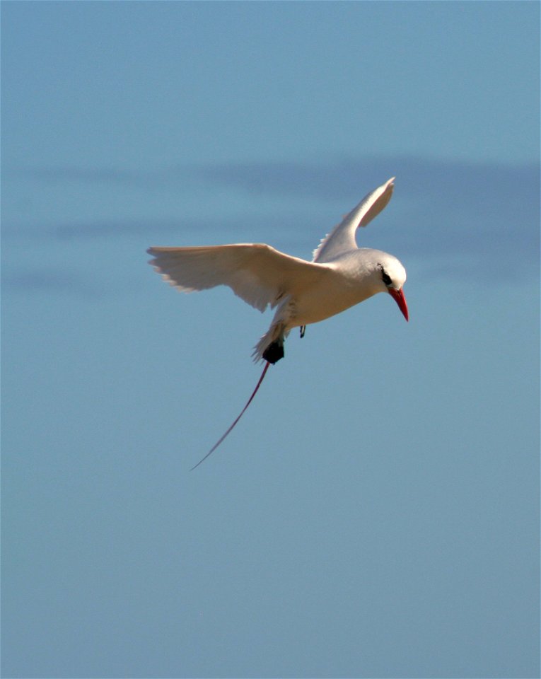 Red-tailed Tropicbird Phaethon rubricauda, Tern Island, French Frigate Shoals
