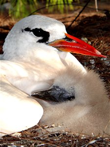 Johnston Atoll NWR is working to eradicate the yellow crazy ant. A non-native ant species that is causing harm to seabirds and disrupting their ability to reproduce. Learn more about how the Service i