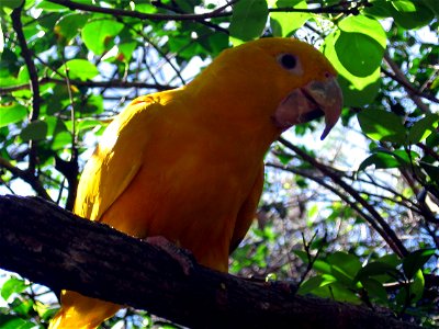 A Golden Conure, Golden Parakeet, or the Queen of Bavaria Conure in the aviary at Discovery Cove, Orlando, Florida, USA. photo