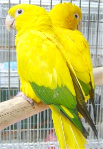 Couple of (Guaruba guarouba), an endangered species. Golden Conure, (formerly classified as Aratinga guarouba) is also known as the Golden Parakeet or the Queen of Bavaria Conure. photo