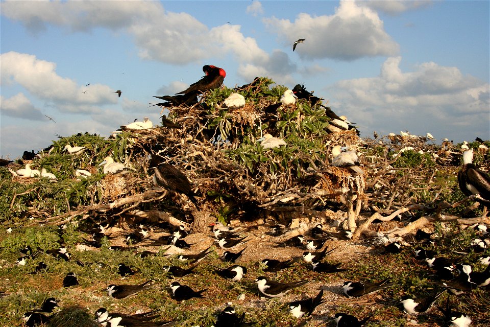 Seabird colony with Great Frigatebirds, Red-tailed Tropicbird, Red-footed Boobies, Sooty Terns and Black Noddies. Tern Island, French Frigate Shoals, Northwestern Hawaiian Islands