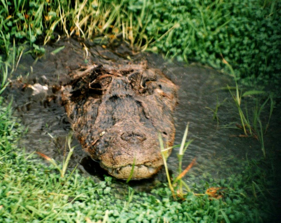 Photo Credit: Alejandro Larriera, Medical Veterinarian
Deputy Chairman Crocodile Specialist Group
Crocodile Specialist Group/Species Survivial Commission/IUCN
Director General de Manejo de Fauna y Flo