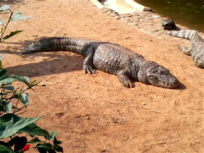 Broad-snouted caiman in São Paulo Zoo.