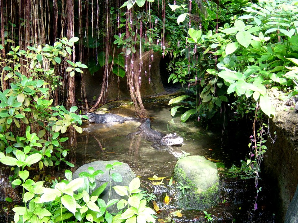 Broad-snouted caiman in Burgers Zoo, Arnheim, NL
