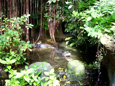 Broad-snouted caiman in Burgers Zoo, Arnheim, NL
