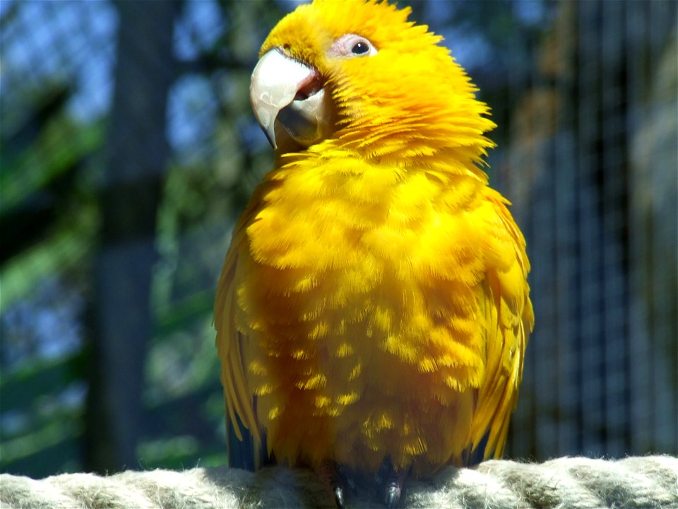 Golden Conure (Guaruba guarouba) at Barcelona Zoo (Spain, European Union).