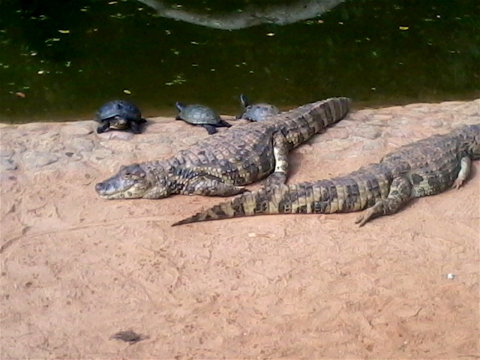 Broad-snouted caiman in São Paulo Zoo.