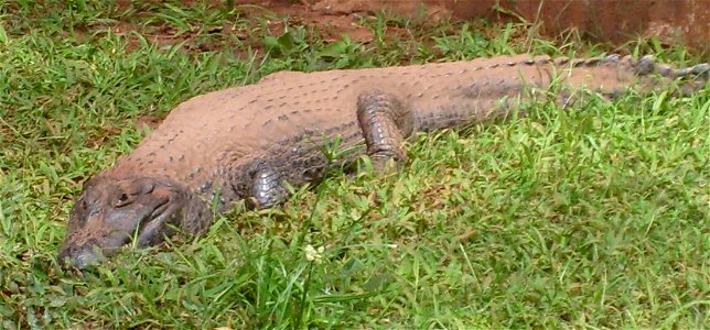 Jacaré do papo amarelo (Caiman latirostris).Zoo in Americana-SP Brasil.