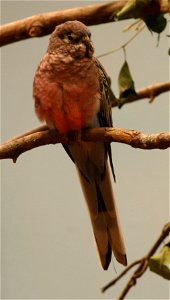 Bourke's Parrot (Neopsephotus bourkii or Neophema bourkii) at the Buffalo Zoo