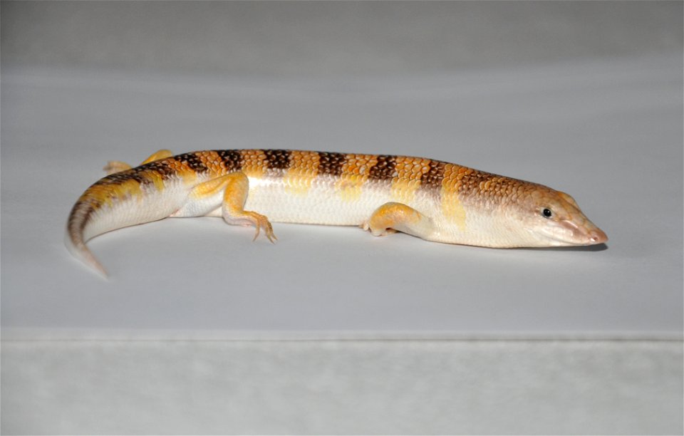 Male Sandfish, 4 years old