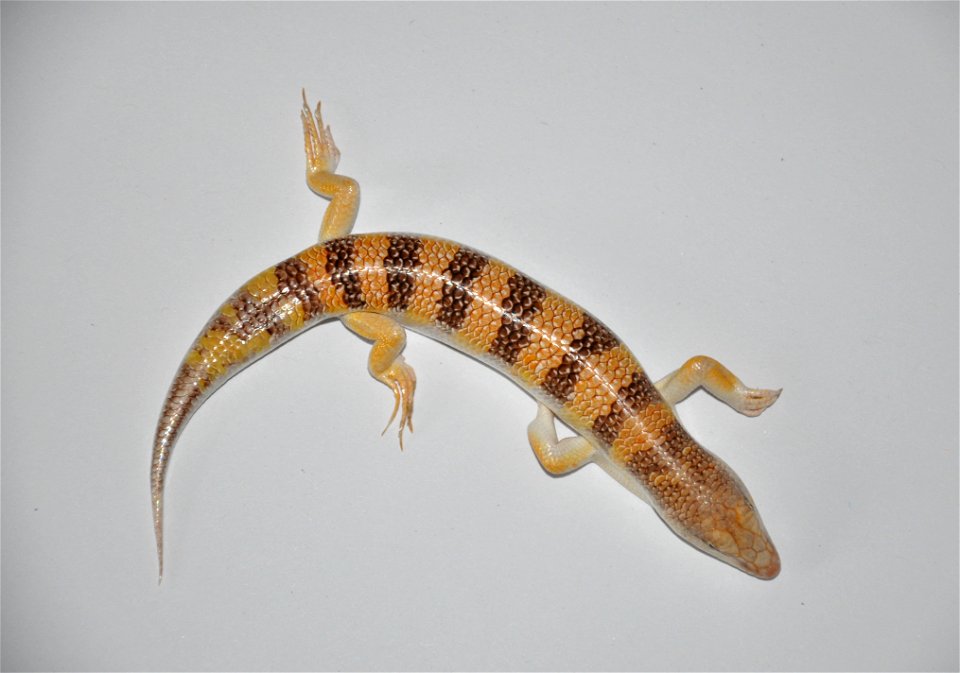 Male Sandfish, 4 years old