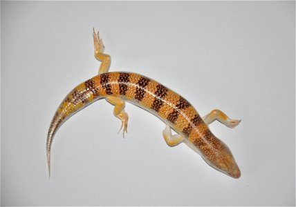 Male Sandfish, 4 years old